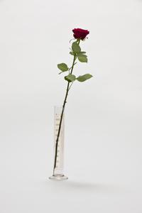Joseph Beuys, Rose für direkte Demokratie, 1973, Messzylinder aus Glas, mit Schriftzug, Zertifikat auf bedrucktem Briefbogen, Messzylinder: 33,5 × 5 (Durchmesser) cm; Zertifikat: 29,5 × 21 cm, unlimitiert, Nr. 1–440 signiert und nummeriert auf Zertifikat, mit handschriftlichem Zusatz: »Rose«, gestempelt, ab Exemplar 441 Faksimilezertifikat, hrsg. von Edition Staeck, Heidelberg, Sammlung Ballmann, © VG Bild-Kunst, Bonn 2021, Foto: Frank Kleinbach, Stuttgart